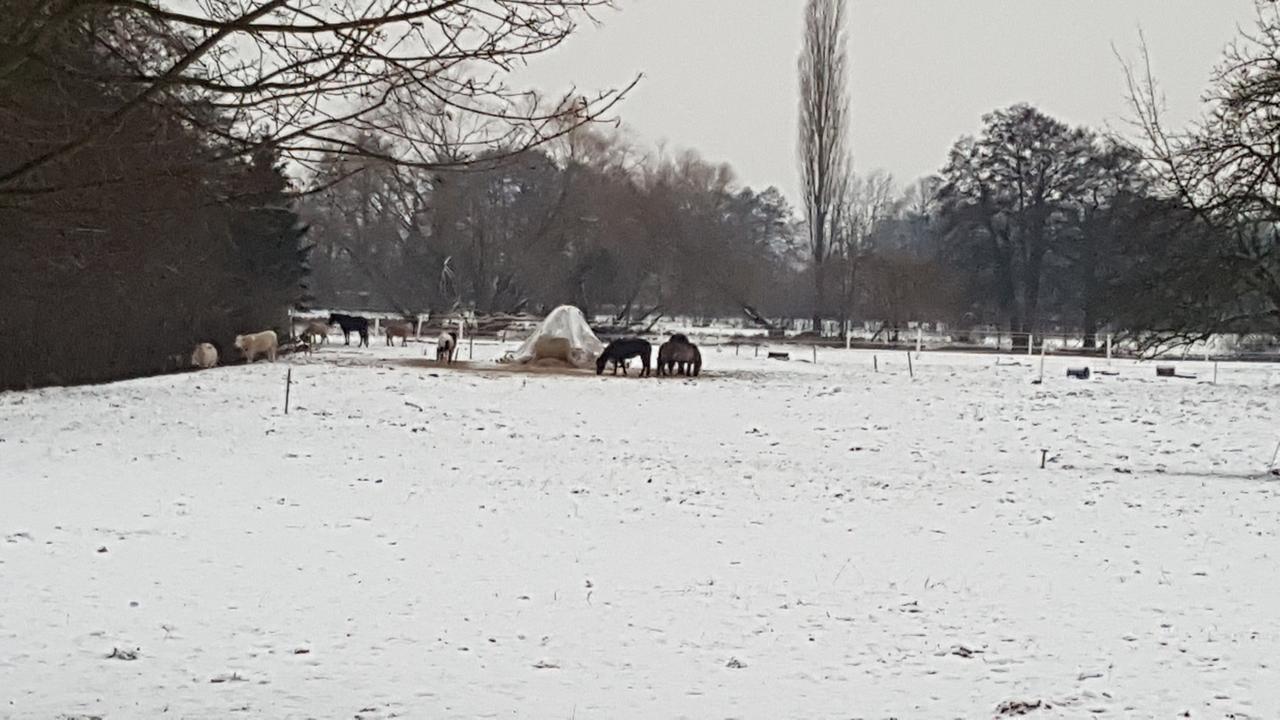 Gasthaus Schillebold Peitz Exteriör bild
